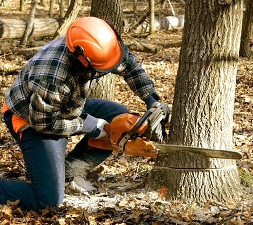 Tree Removal in Dickinson Center, NY